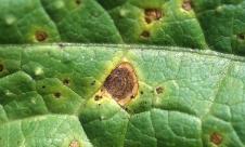 Alternarioza cartofului Alternarioza cartofului